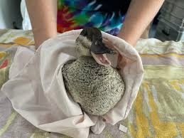  A picture of a duck being dried off with a towel